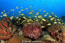 The shallow parts around Pescador Island have some really... by Daniel Lamborn 